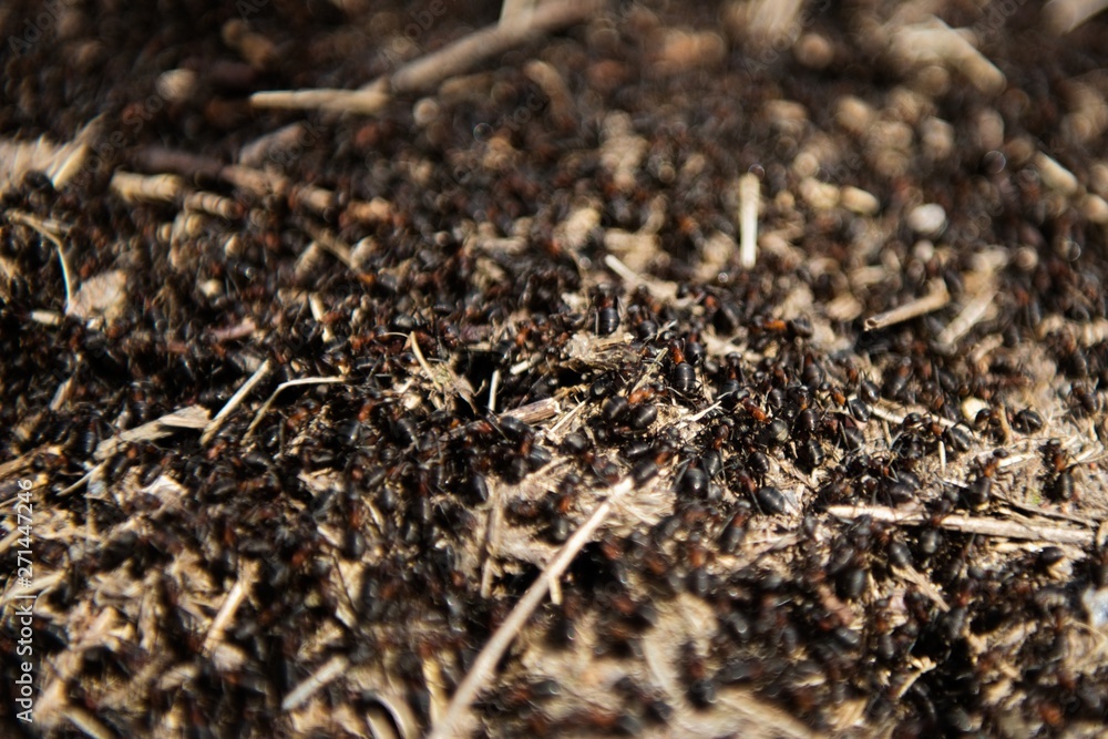 Anthill into the earth among soil and green plants Anthill into the earth among soil and green plants