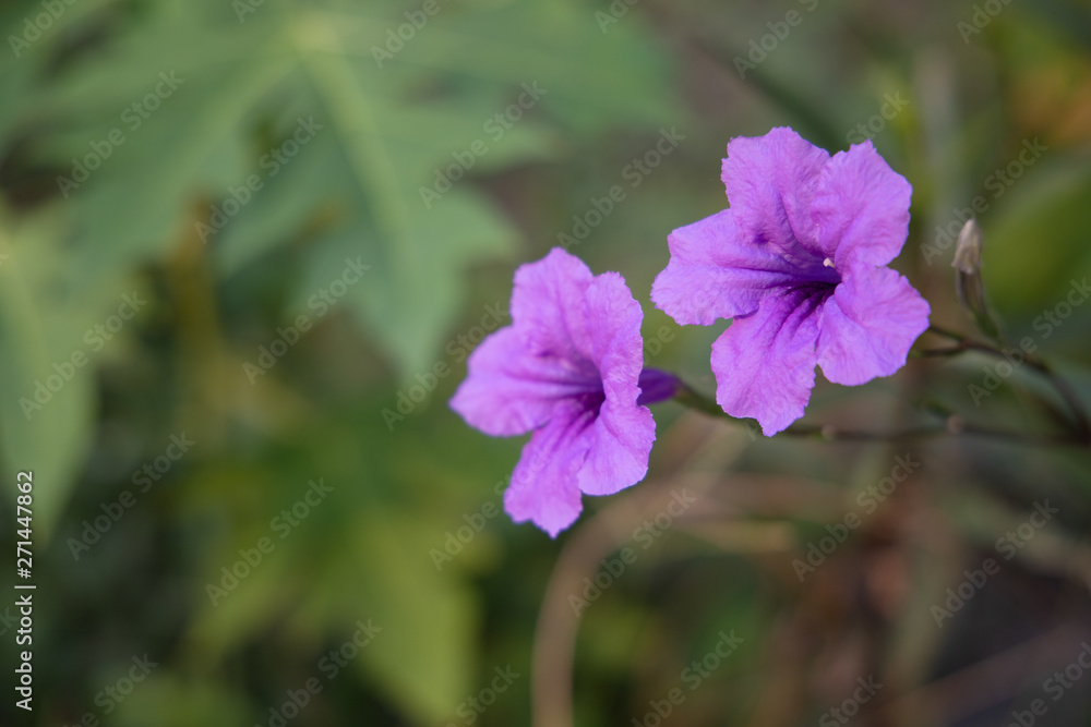 Fototapeta premium Close up blooming purple flower of Ruellia tuberosa flower or minnieroot , fever root, snapdragon root and sheep potato.