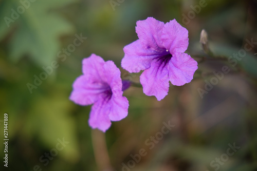 Fototapeta Naklejka Na Ścianę i Meble -  Close up blooming purple flower of Ruellia tuberosa flower or minnieroot , fever root, snapdragon root and sheep potato.