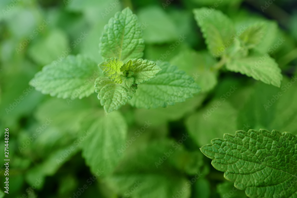 Background with a bush of green mint Background with a bush of green mint