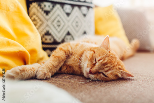 Schilderij op canvas Ginger cat sleepng on couch in living room surrounded with cushions