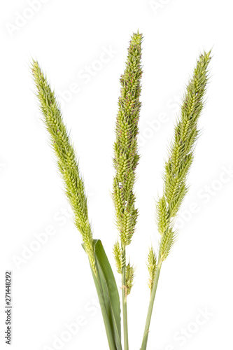 Three green Grass Flower that looks like Sheaves of rice isolate on white background and have copy space.