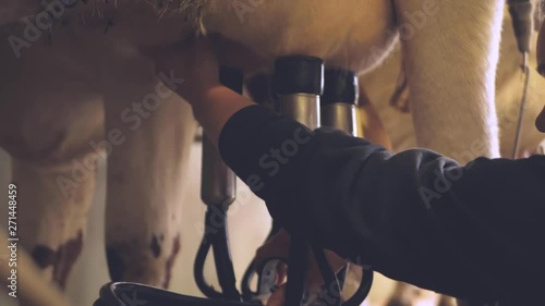 milking cows with a milking machine