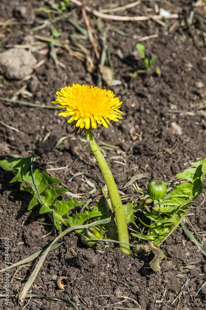 Yellow dandelion flower with green leaves and a bud grows on a brown soil background Yellow dandelion flower with green leaves and a bud grows on a brown soil background
