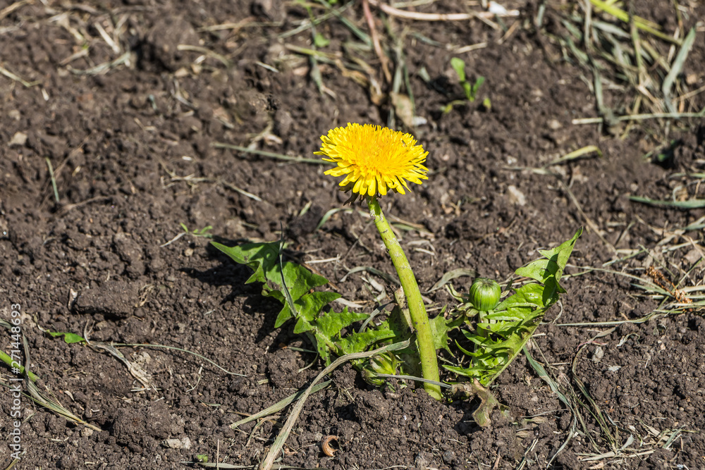 Yellow dandelion flower with green leaves and a bud is on a brown soil background Yellow dandelion flower with green leaves and a bud is on a brown soil background