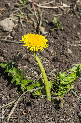 Yellow dandelion flower with green leaves and a bud grows on a brown soil background