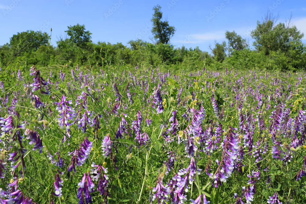 wild flowers on meadow wild flowers on meadow