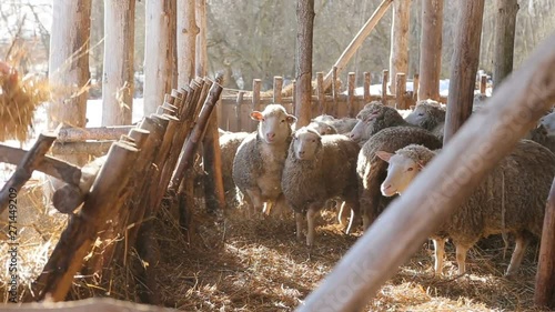 high-quality fresh hay - healthy nutrition for sheep - the key to a successful farmer -organic and natural long-term farming sheeps and lambs in morning sunlight