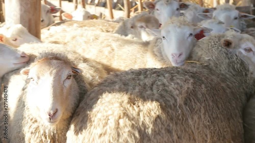 organic and natural long-term farming sheeps and lambs in morning sunlight - new organic growing methods to alternative crops