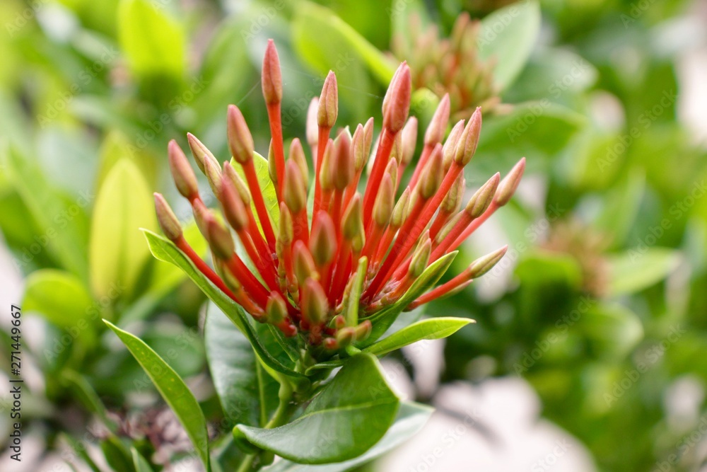 red flower in the garden