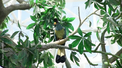 A large great blue turaco blue and yellow bird (Corythaeola cristata) perched high in the rainforest trees in the Congo or Uganda. photo