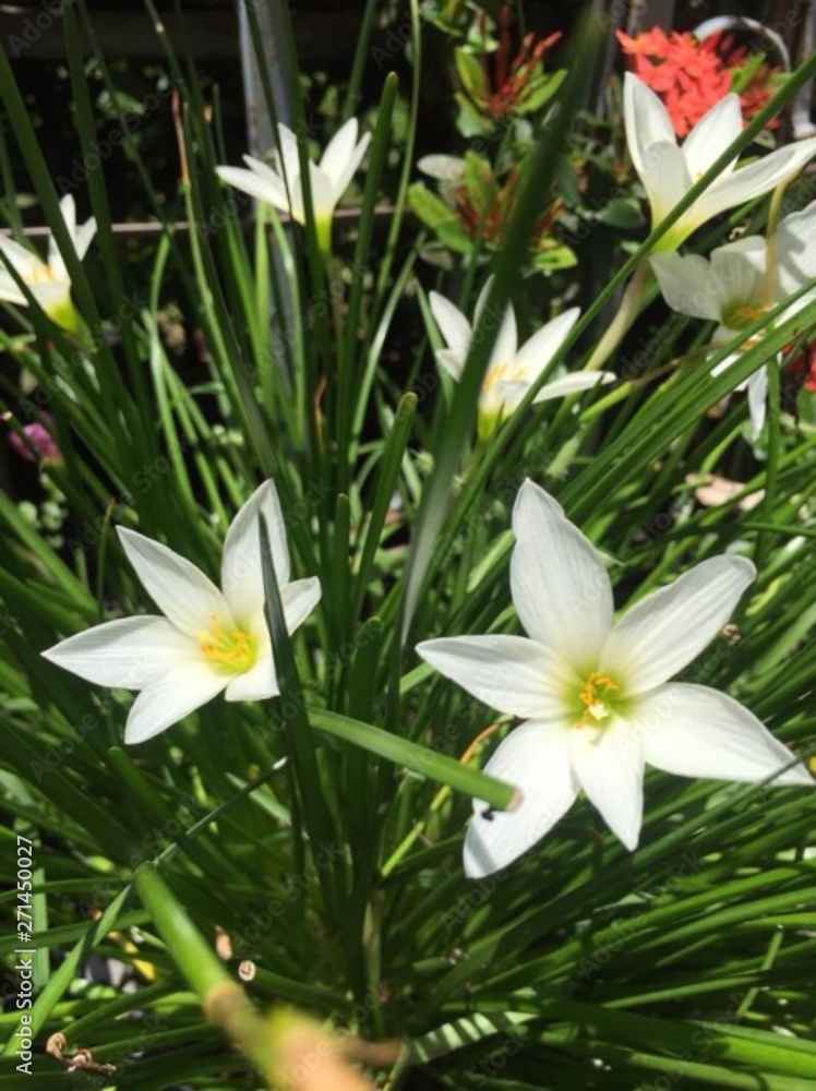 white flower