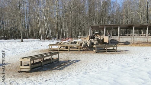 flock of healthy organic sheep run out of the pen for feeding