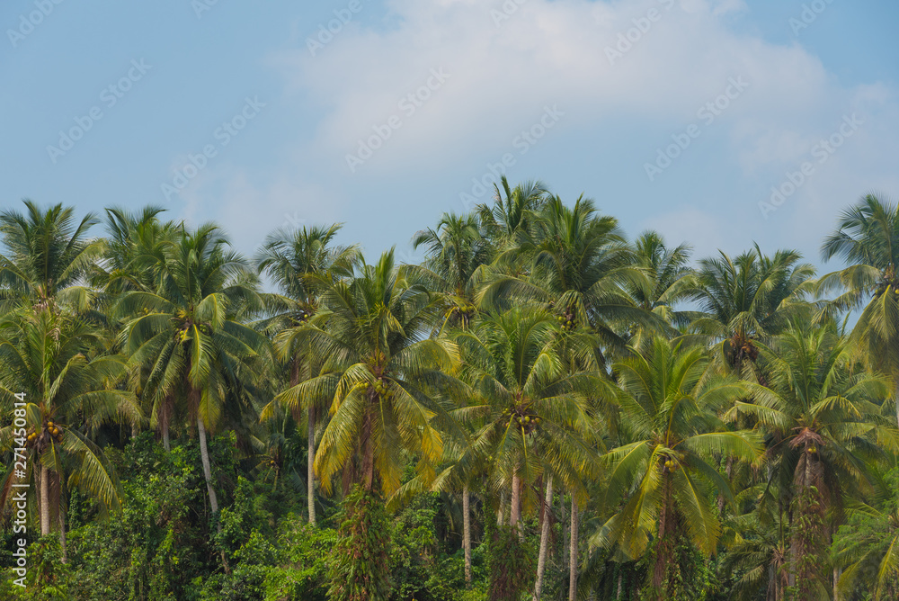 Coconut palm trees with blue sky Coconut palm trees with blue sky