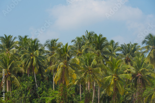 Wallpaper Mural Coconut palm trees with blue sky Torontodigital.ca