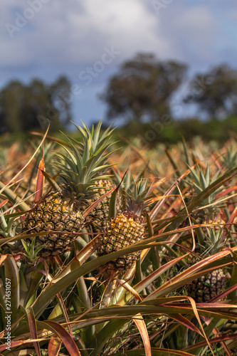 Pineapples growing in the field. Ready to be picked and eaten © Mitch