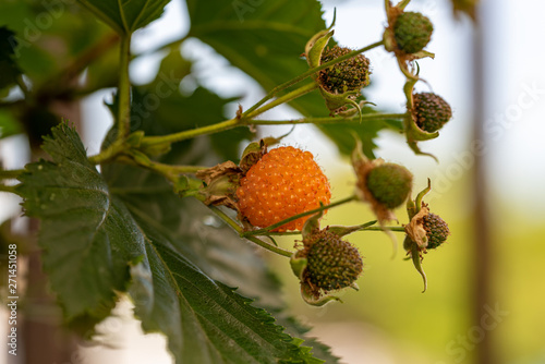 Rubus trifidus fruit, yellow raspberry on the branch photo