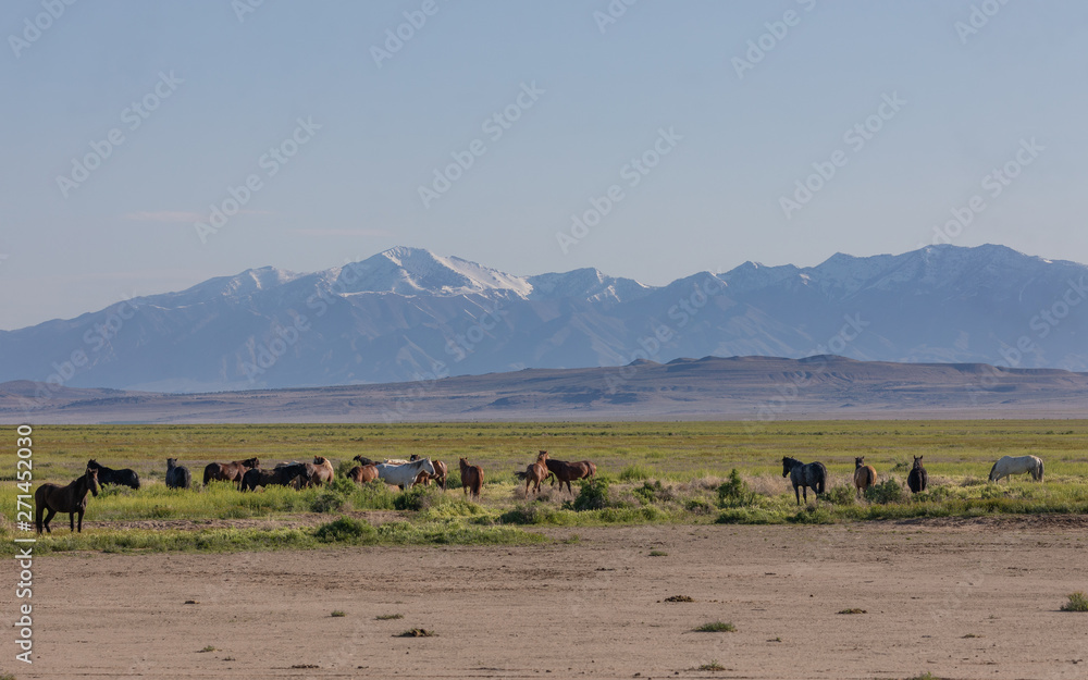 Herd of Wild Horses in the Utah Desert in Spring