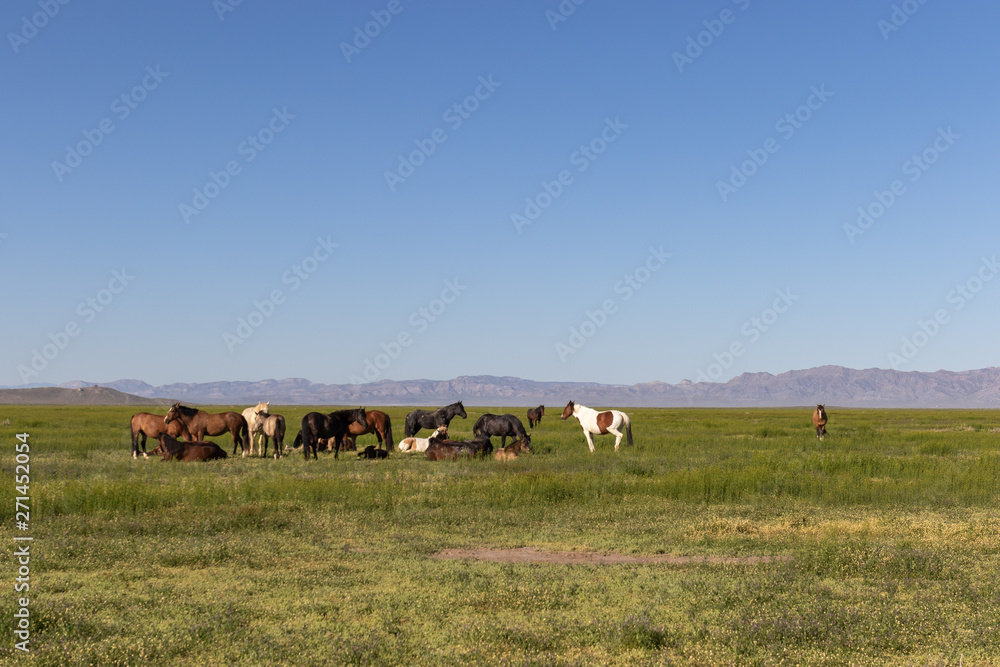 Herd of Wild Horses in the Utah Desert in Spring Herd of Wild Horses in the Utah Desert in Spring