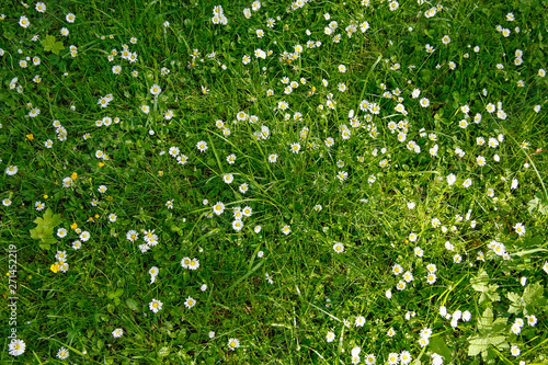Fototapeta Naklejka Na Ścianę i Meble -  daisy flowers in a lush grass