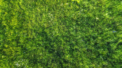Acrylglasbilder Gras Wildblumenwiese aus der Vogelperspektive  © ver0nicka