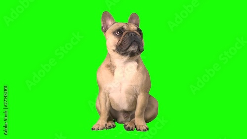 French bulldog chroma key green screen