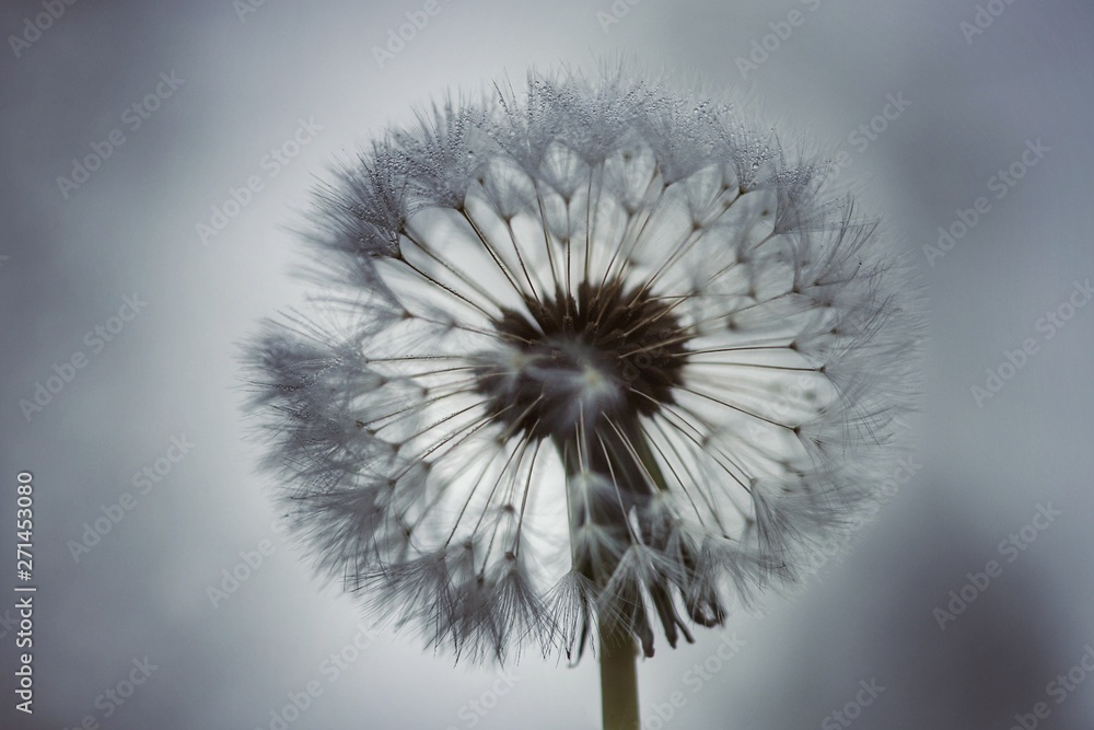 custom made wallpaper toronto digitaldandelion on background of blue sky