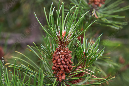 Pinus Serotina (Pine tree) .Pond pine tree young cone.