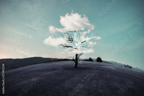 Fototapeta Suche drzewa i chmury jak liście na purpurowej trawie. Wyobraź sobie i surrealistyczne koncepcje.