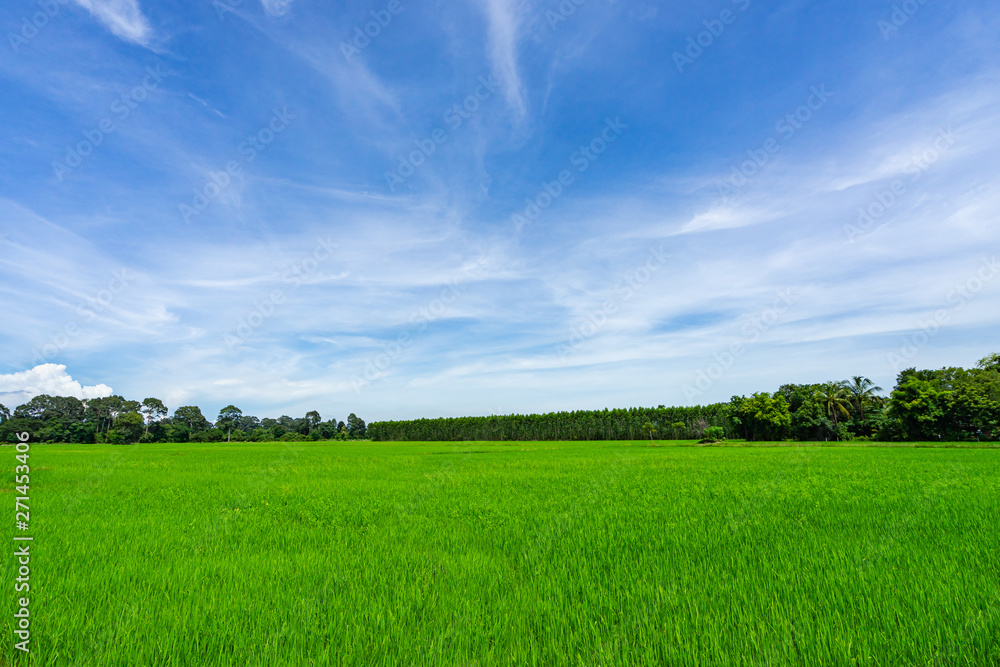 Obraz premium Landscape of grass field and green environment public park use as natural background,backdrop.