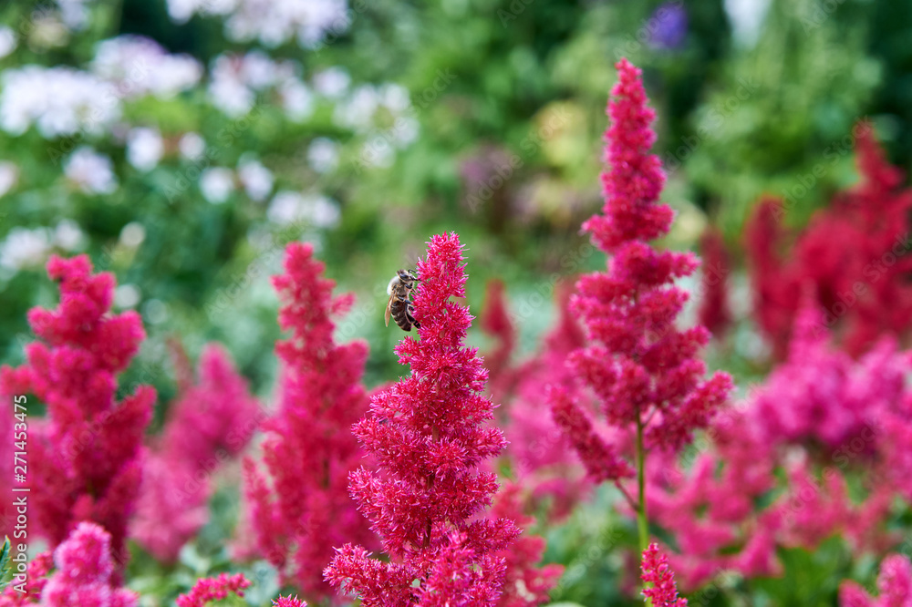 Honey Bees working with red flower. Honey Bees working with red flower.