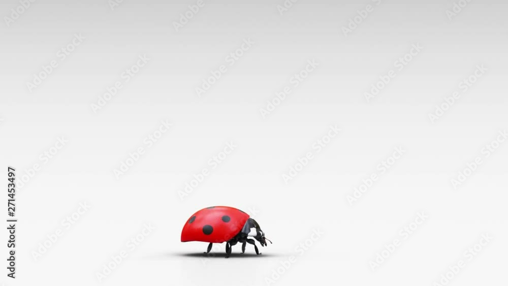 Curious ladybug Curious ladybug