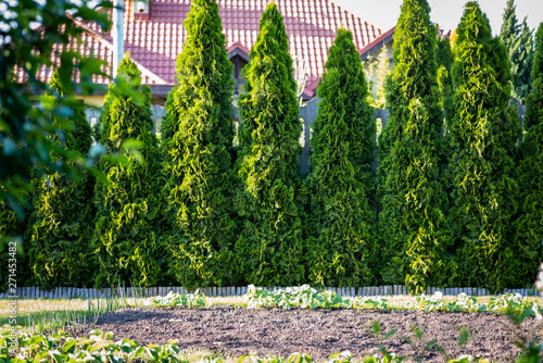 Принти на полотні Thuja is a beautiful coniferous plant.