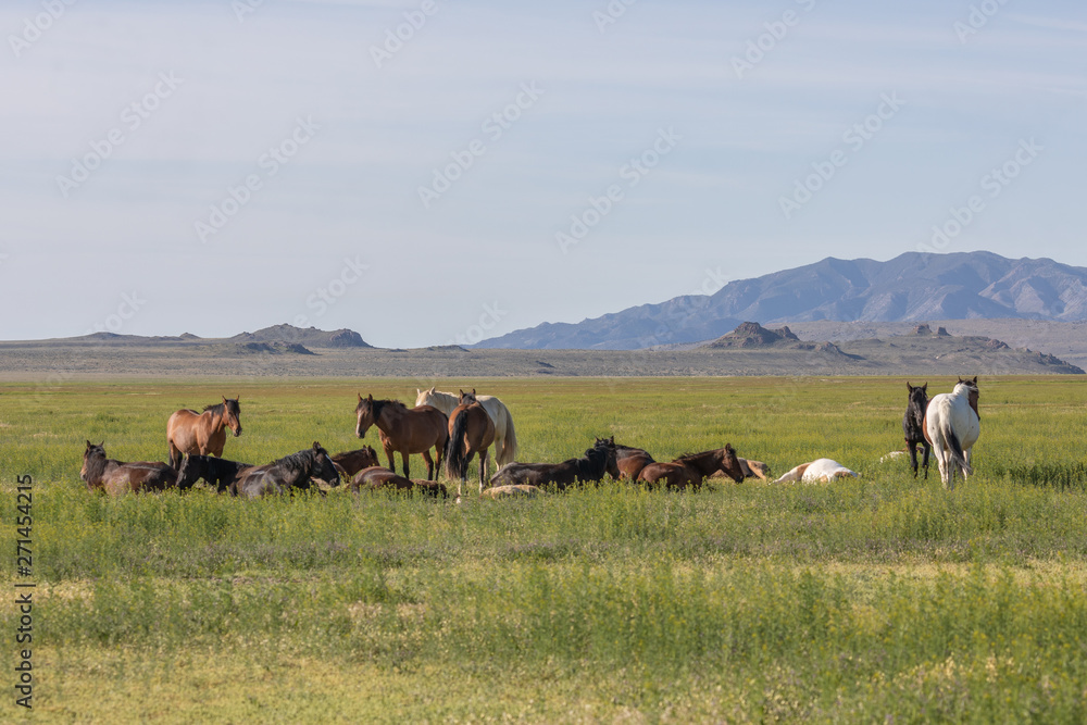 Herd of Wild Horses in the Utah Desert in Spring Herd of Wild Horses in the Utah Desert in Spring