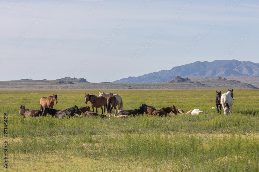 Herd of Wild Horses in the Utah Desert in Spring