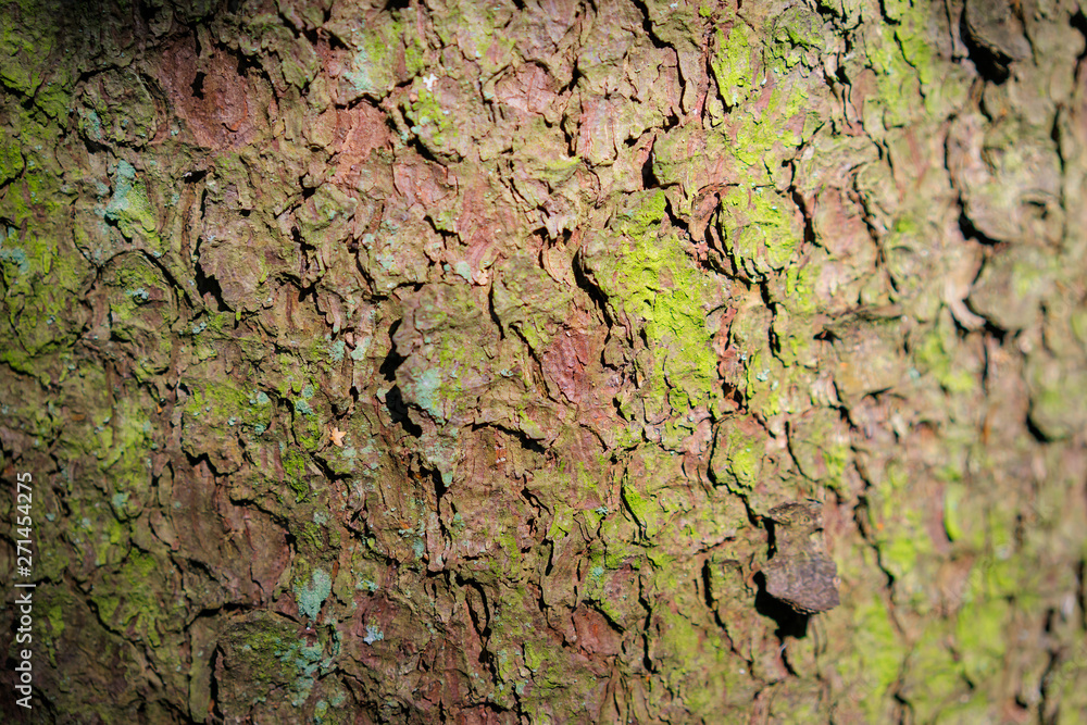 Tree bark. Tree bark.
