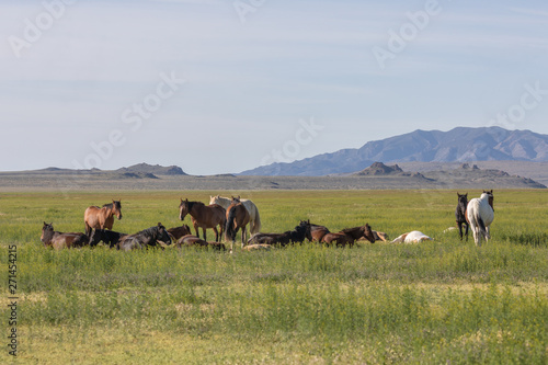 Herd of Wild Horses in the Utah Desert in Spring © natureguy