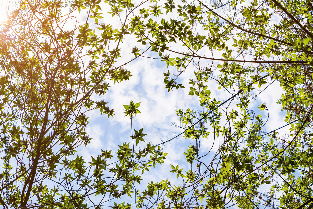 bright green tree crowns with young leaves in the warm sunshine against the blue sky, bottom-up view, colorful spring background for designers bright green tree crowns with young leaves in the warm sunshine against the blue sky, bottom-up view, colorful spring background for designers