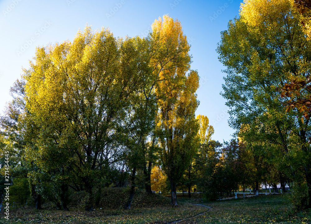 yellow trees in autumn park