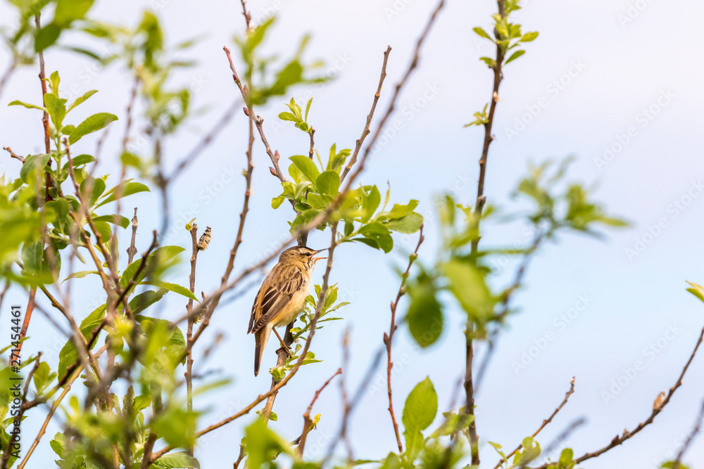 Singing Sedge warbler on a tree branch Singing Sedge warbler on a tree branch