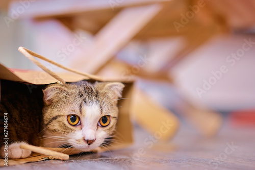 Canvas Print Cute furry cat in box.