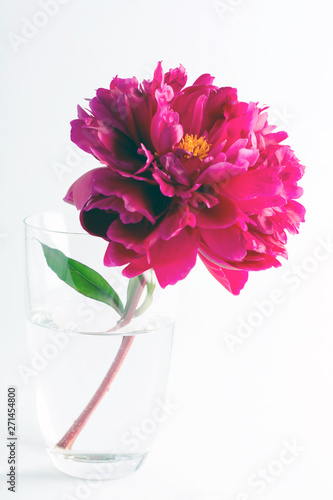 Wallpaper Mural Beautiful red peony in a glass vase on a white background. Torontodigital.ca