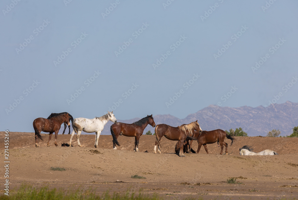 Fototapeta premium Herd of Wild Horses in the Utah Desert in Spring
