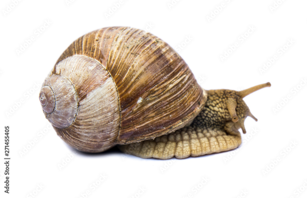 garden snail isolated on white background garden snail isolated on white background