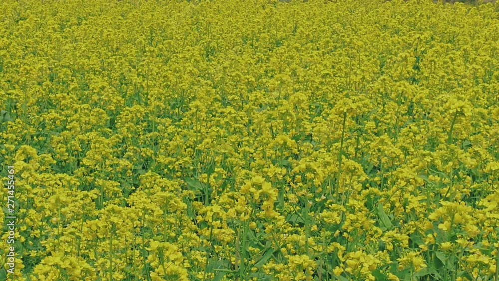 満開の菜の花 長野県 満開の菜の花 長野県