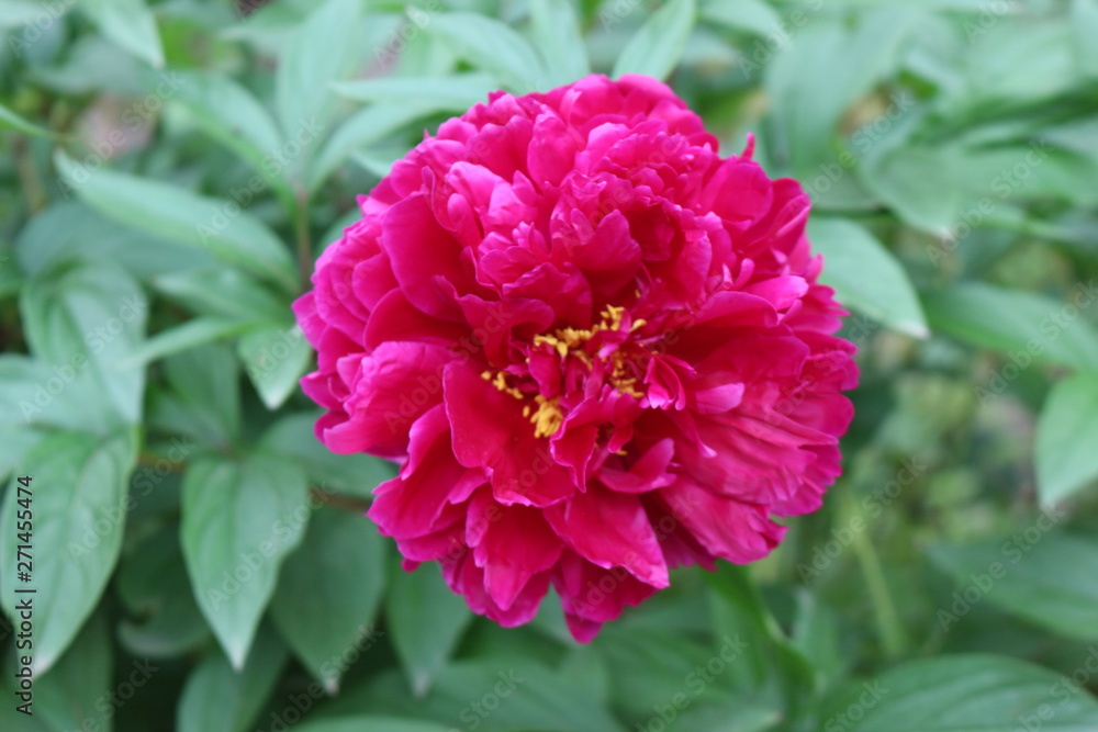 Pink peony blossom in the garden