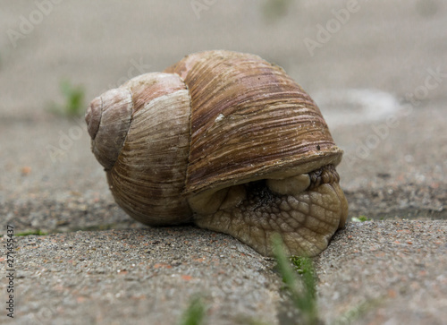 garden snail on a city pavement