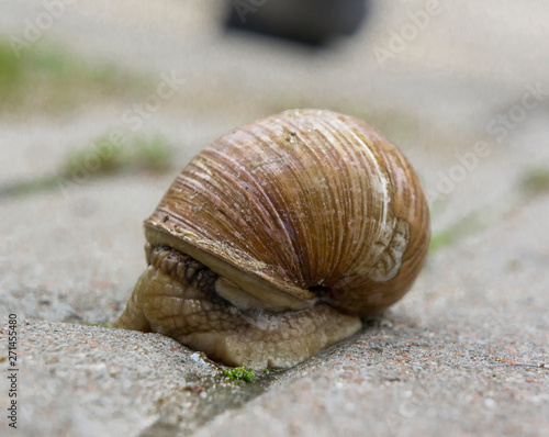 garden snail on a city pavement