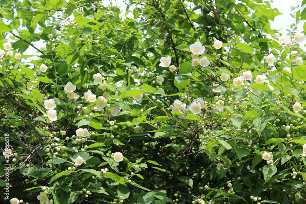 White flowers bloom on a jasmine bush in summer White flowers bloom on a jasmine bush in summer