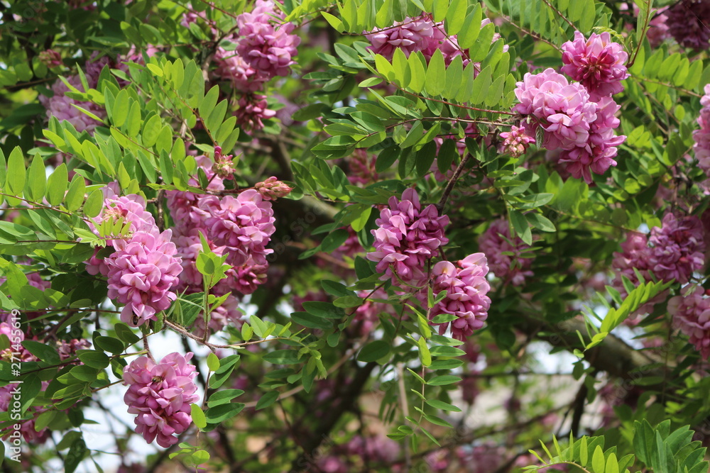 Obraz premium Pink acacia blooms in early summer. Her flowers are very fragrant and beautiful. 
